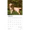 Yellow Labrador Retrievers | 2026 12 x 24 Inch (Hanging) Monthly Square Wall Calendar | Plastic-Free